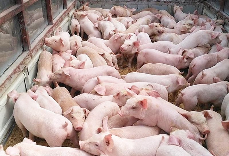 Nguồn cung thịt lợn bị ảnh hưởng từ dịch tả lợn Châu Phi