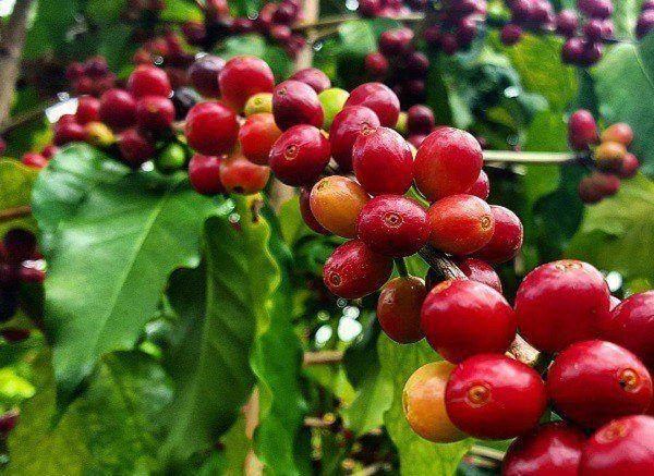 Vụ thu hoạch cà phê ở Tây Nguyên đang  bị  chậm