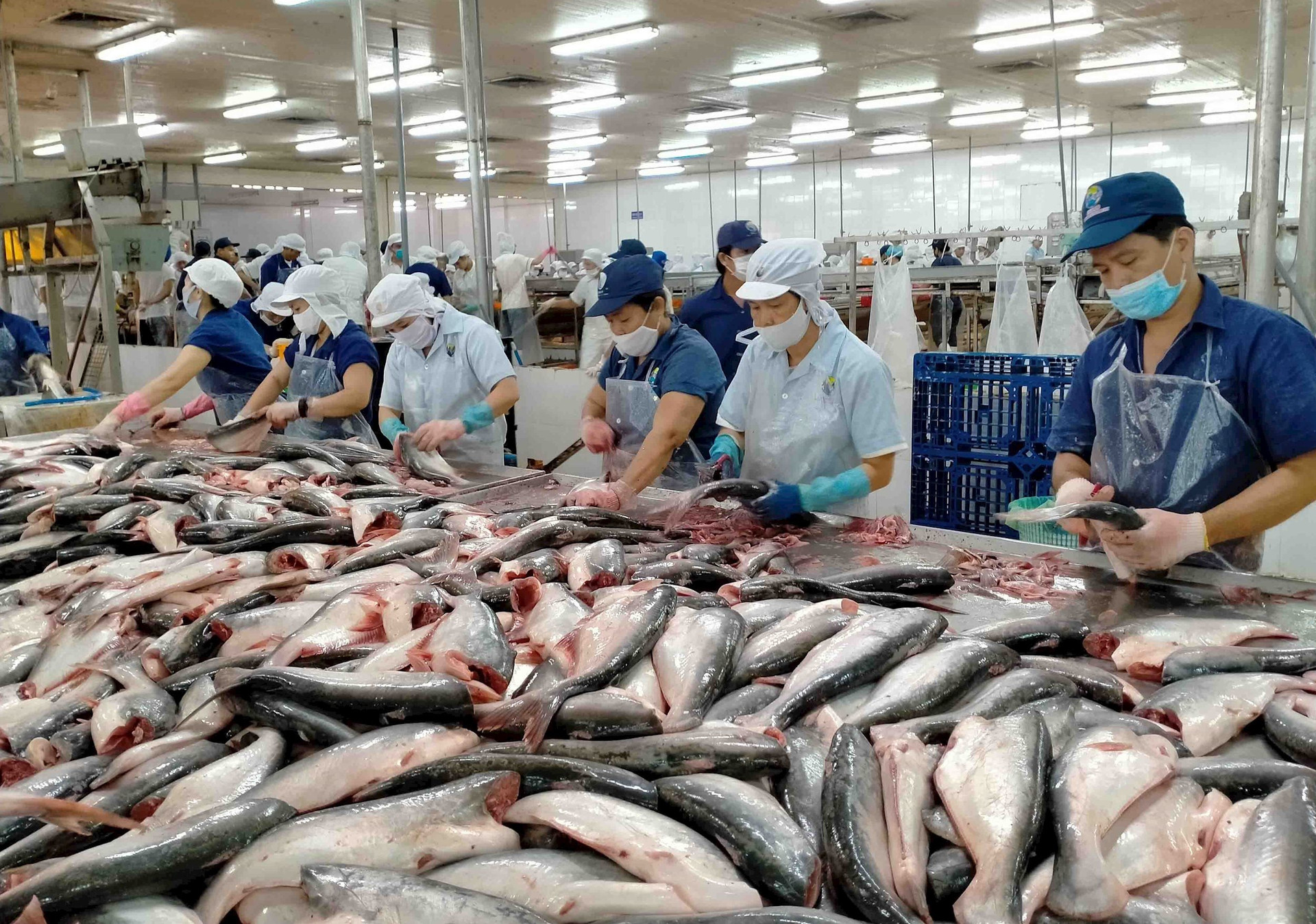 Năm 2021, xuất khẩu cá tra ước đạt 1,54 tỷ USD