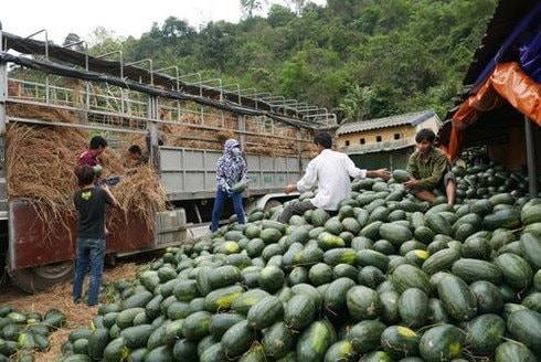 Lạng Sơn dừng tiếp nhận phương tiện chở hoa quả tươi lên cửa khẩu