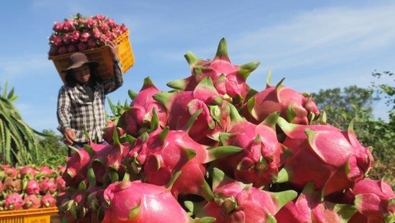 Đẩy mạnh xuất khẩu thanh long sang Ấn Độ