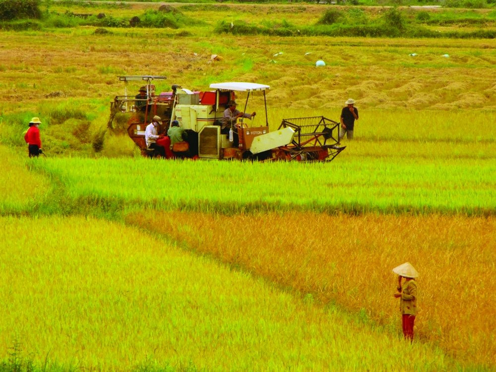 Cần Thơ và Hưng Yên được chuyển mục đích sử dụng hàng chục ha đất lúa 