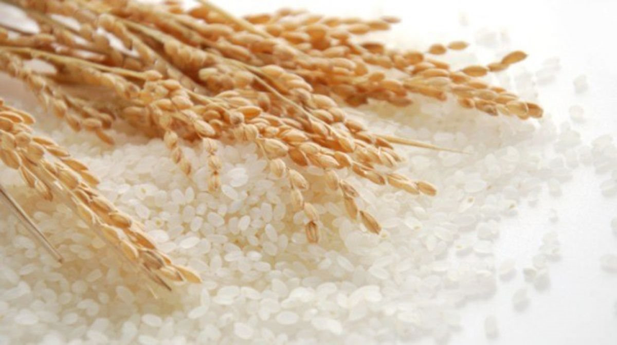 Thị trường xuất khẩu gạo hồi phục sau đại dịch Covid-19