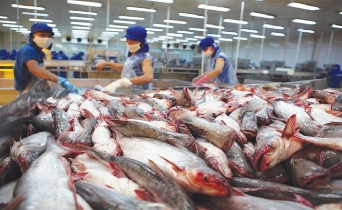 Dự báo xuất khẩu cá tra sẽ tiếp đà tăng mạnh