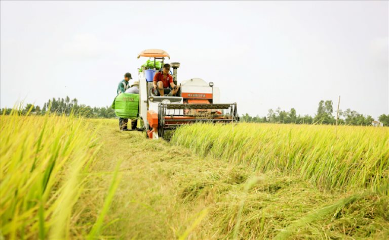 Hậu Giang được chuyển mục đích sử đất trồng lúa sang đất phi nông nghiệp