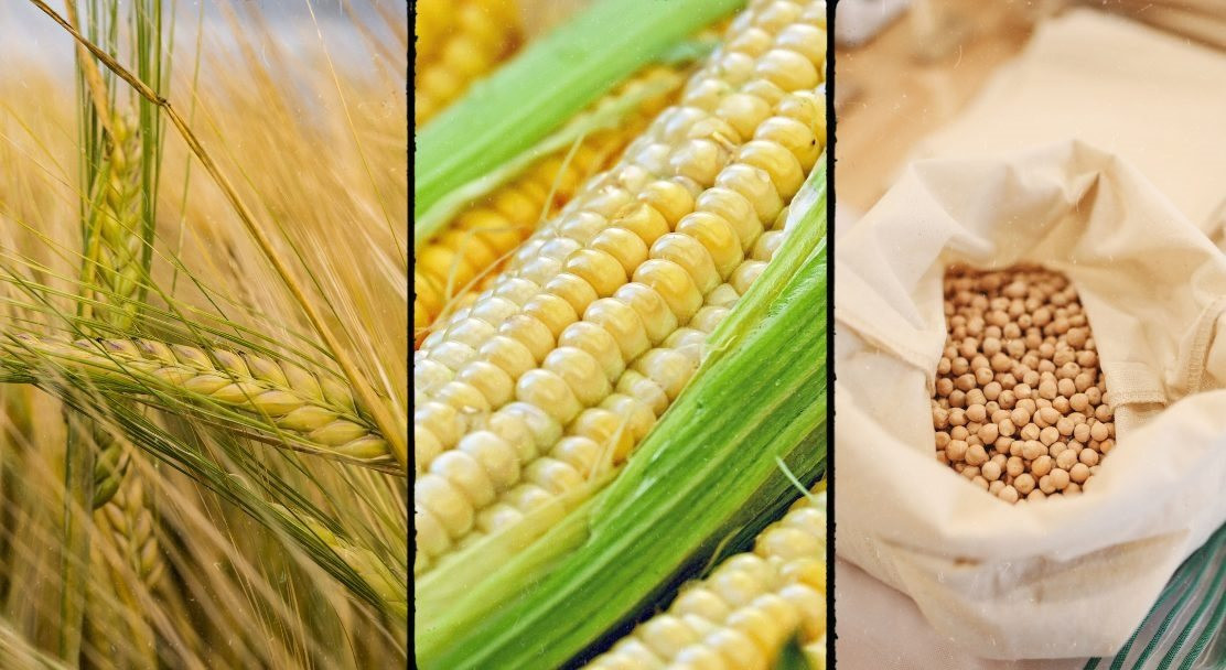 Nhóm nông sản suy yếu theo đà giảm của giá lúa mì