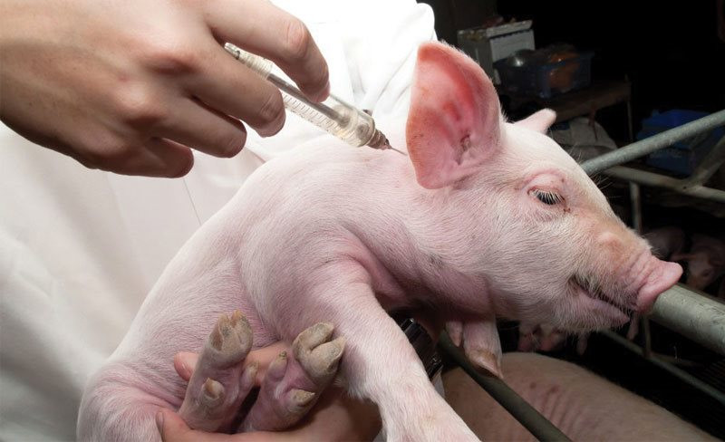 Vaccine dịch tả lợn Châu Phi của Việt Nam có giá khoảng 35.000 đồng/liều
