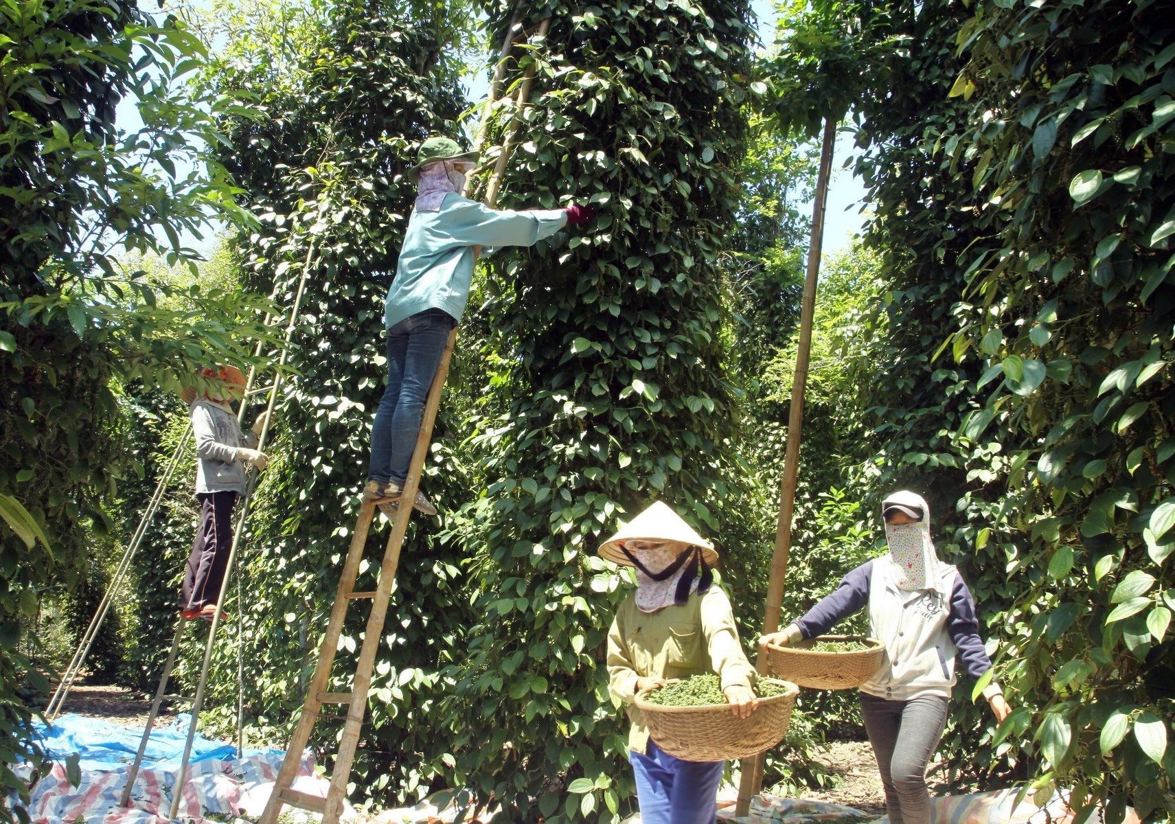 Thị trường tiêu toàn cầu trầm lắng, trong nước điều chỉnh liên tục