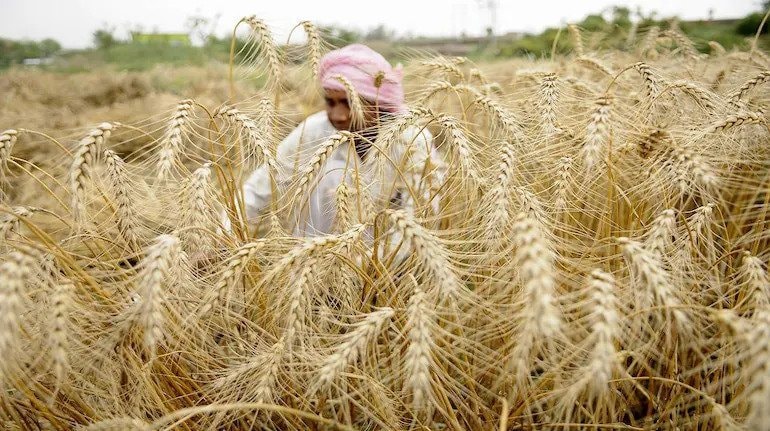 Giá các mặt hàng nông sản suy yếu