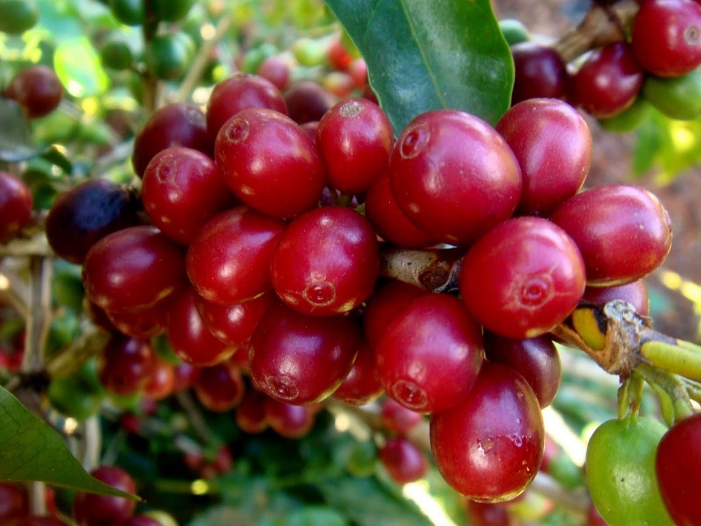 Giá cà phê Arabica bật tăng gần 5%