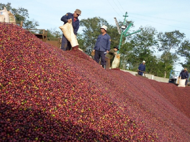 Giá cà phê xuất khẩu tiếp tục được duy trì ở mức cao