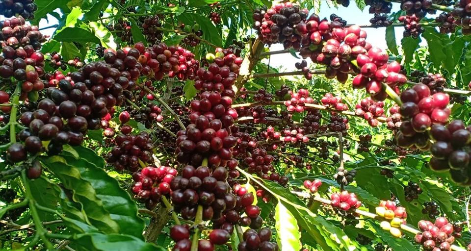 Tồn kho cà phê toàn cầu sụt giảm mạnh đẩy giá tăng cao