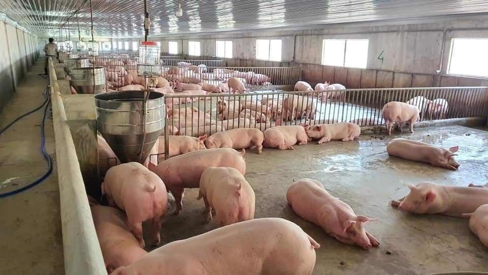 Giá lợn hơi dấu hiệu hạ nhẹ tại thị trường miền Bắc