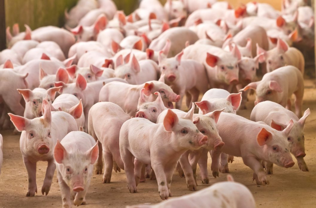 VinaCapital: Trung Quốc nới lỏng “Zero Covid” gây áp lực lên giá thịt lợn Việt Nam 