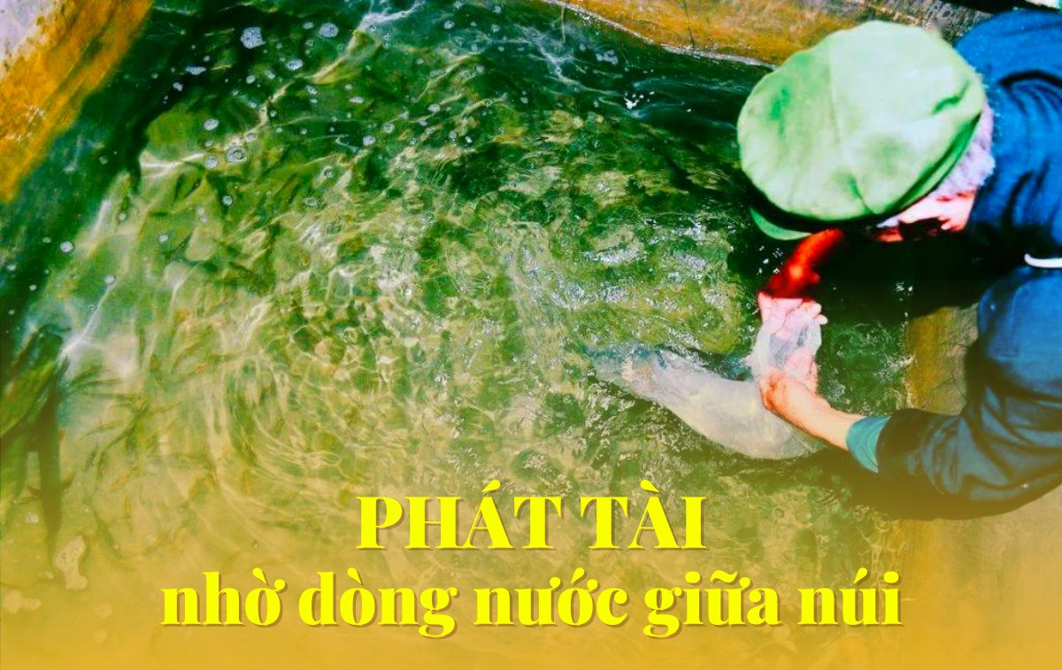 Lão nông xẻ núi tìm “vàng sống" bị chê cười vì quá hoang đường, 15 năm sau tiền về không ngớt