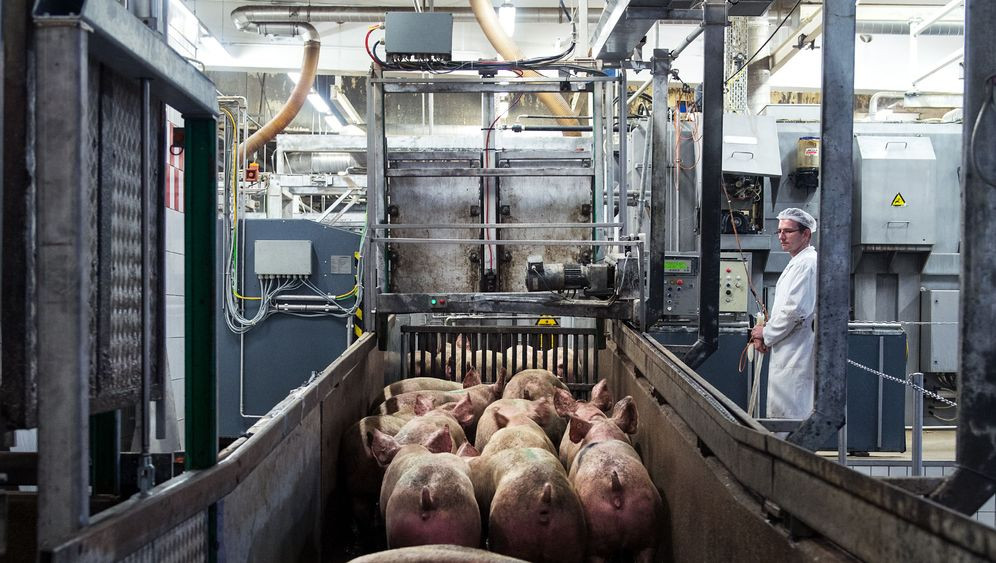 Hàn Quốc gỡ bỏ hạn chế thương mại với thịt lợn và gia cầm của EU