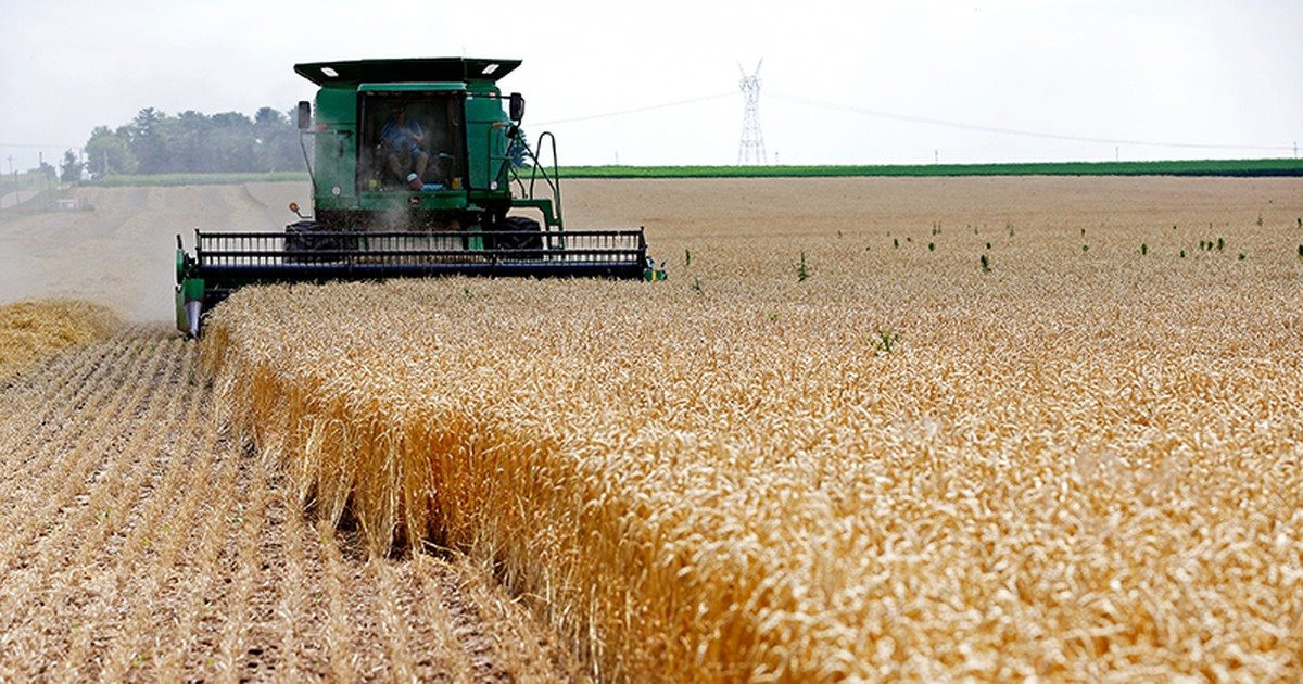 Lúa mì dẫn dắt đà tăng trên thị trường nông sản