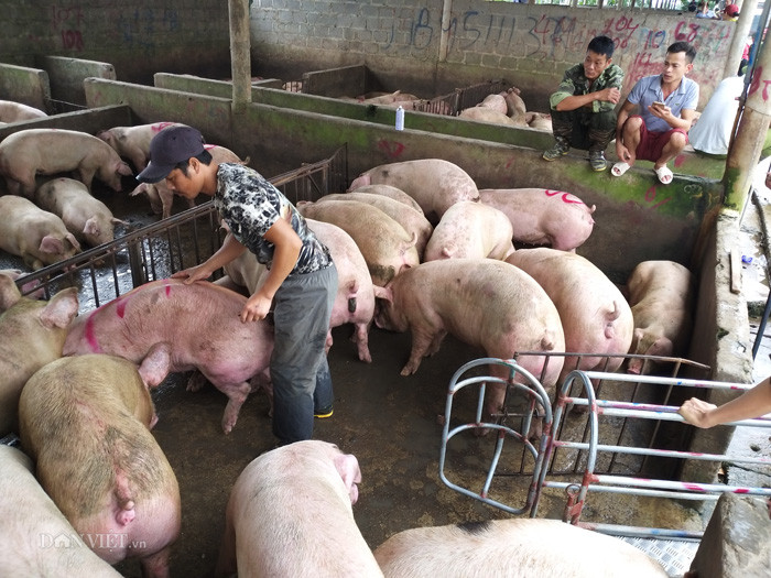 Đầu vào ngành sản xuất thức ăn chăn nuôi tăng cao, giá lợn hơi khó giảm
