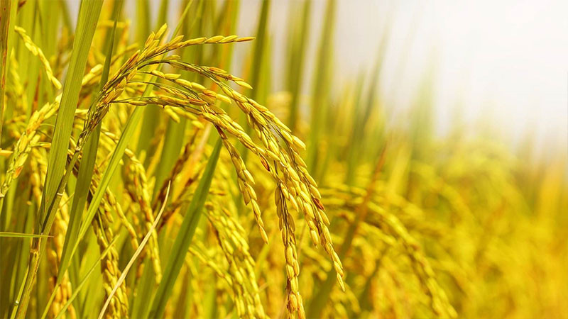 Nhiều tín hiệu cho thấy giá gạo có thể nhích nhẹ trong những tuần tới