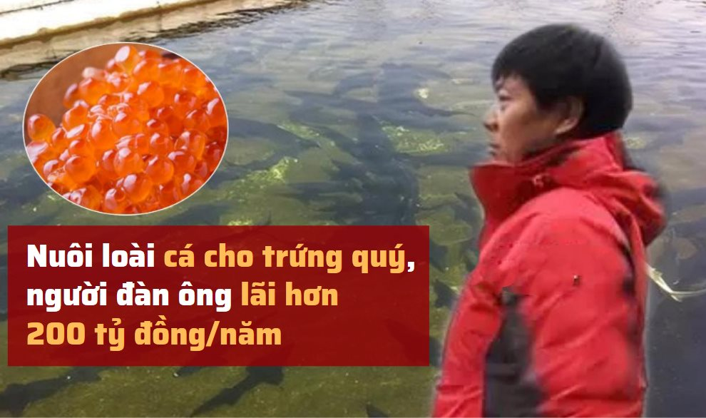 Không nghe lời vợ, người đàn ông bất chấp nuôi loài cá cho trứng quý: "Đầu tư 1 lời 100", lãi hơn 200 tỷ đồng mỗi năm