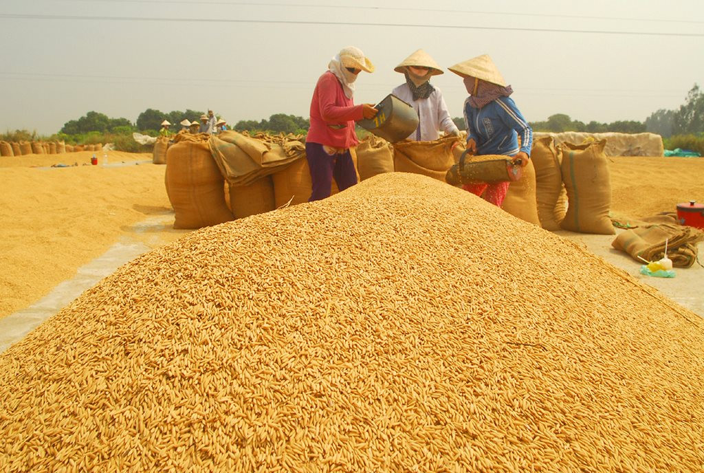 Giá gạo xuất khẩu của Việt Nam duy trì ở mức cao nhất thế giới