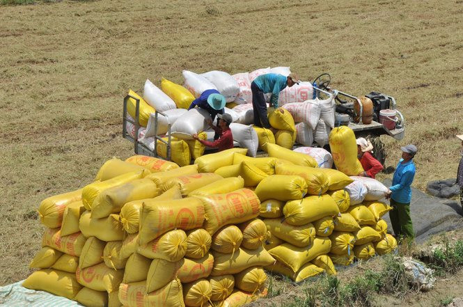 Tin vui cho người nông dân: Giá gạo xuất khẩu của Việt Nam vươn lên dẫn đầu thế giới