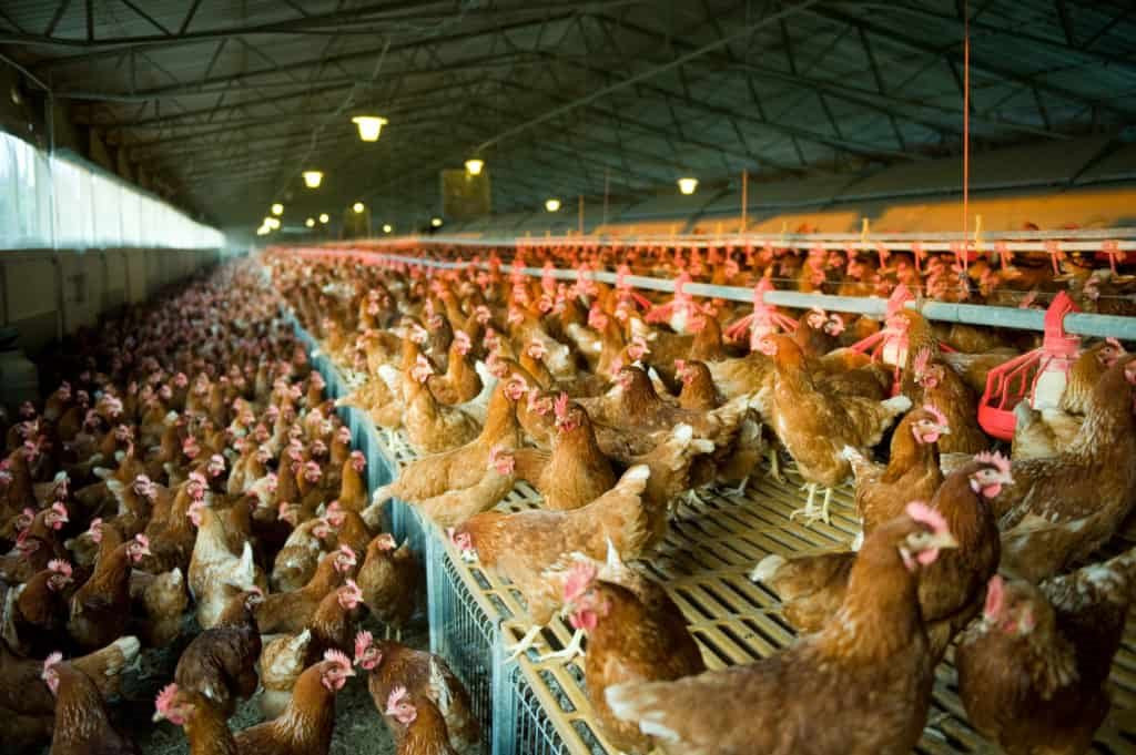 hens-cage-free-1024x681.jpg