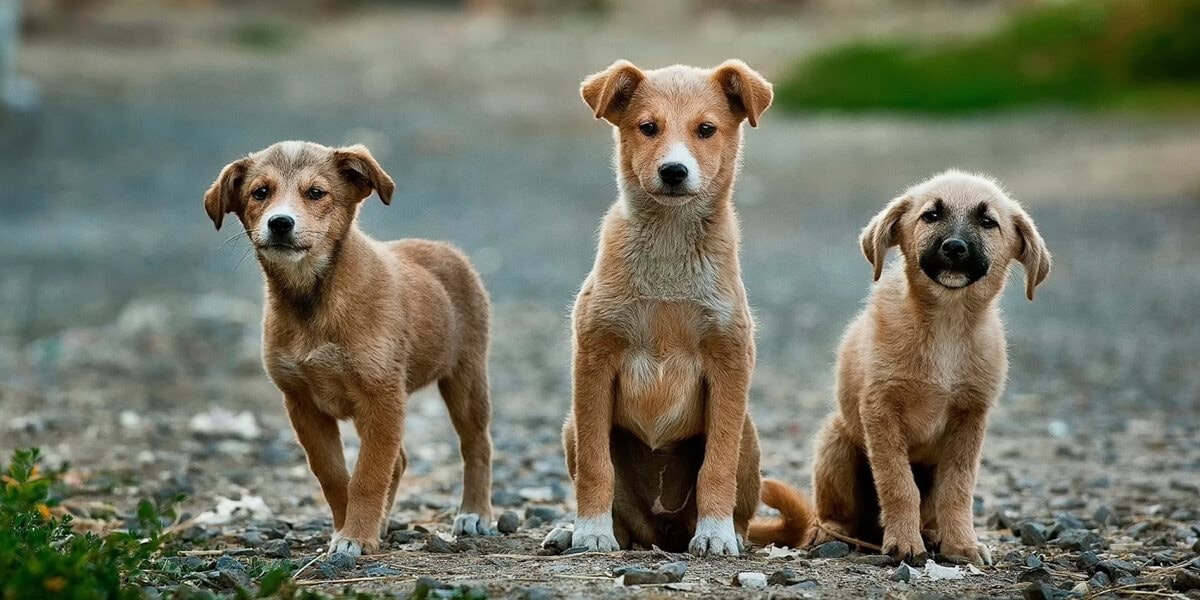 Bảo vệ 12 triệu “thú cưng” ở Việt Nam: Sắp triển khai công cụ báo cáo buôn bán thịt và trộm cắp chó mèo trên toàn quốc, thúc đẩy xây dựng quy định chặt chẽ