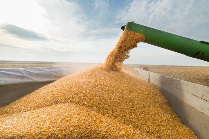 Liệu giá ngô, lúa mì có bước vào xu hướng tăng mới vào quý I/2023 như 2 năm vừa qua?