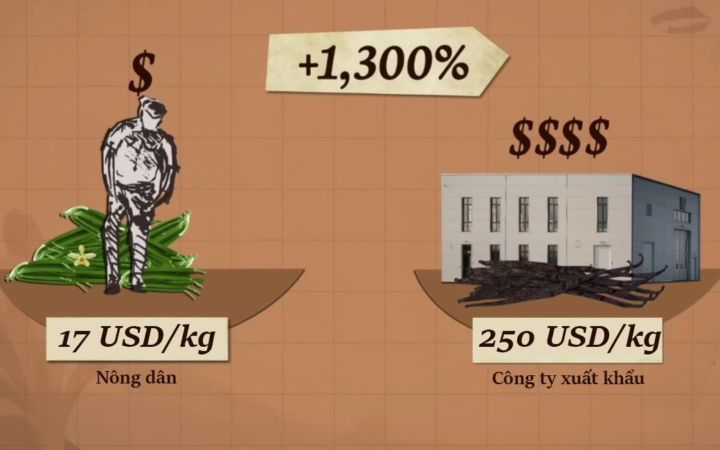 Vì sao Madagascar vẫn nghèo dù dẫn đầu về xuất khẩu vani - hương liệu ‘vàng xanh’ đắt hơn bạc?