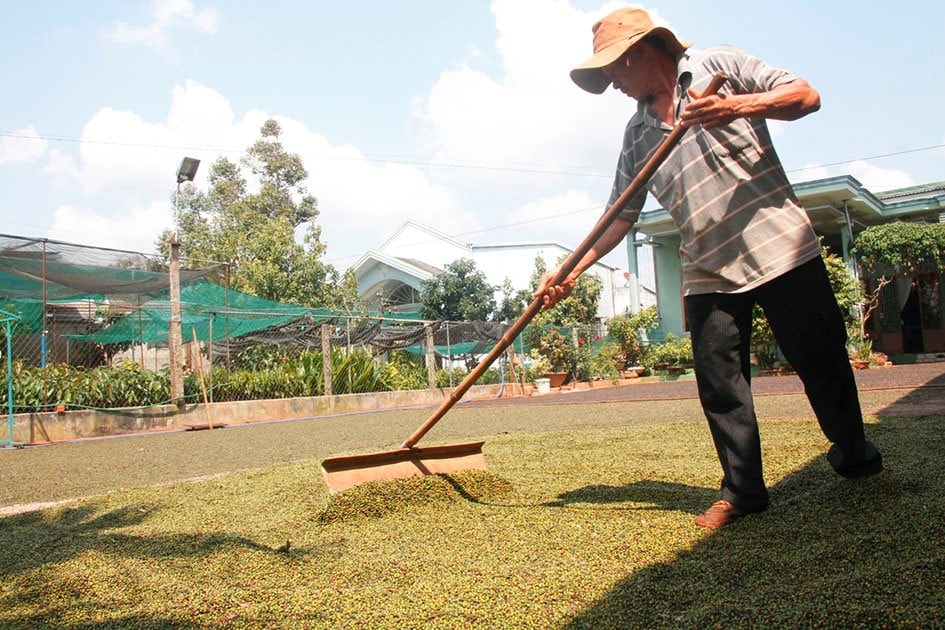 Giá hồ tiêu ổn định ở mức cao sau phiên điều chỉnh tăng