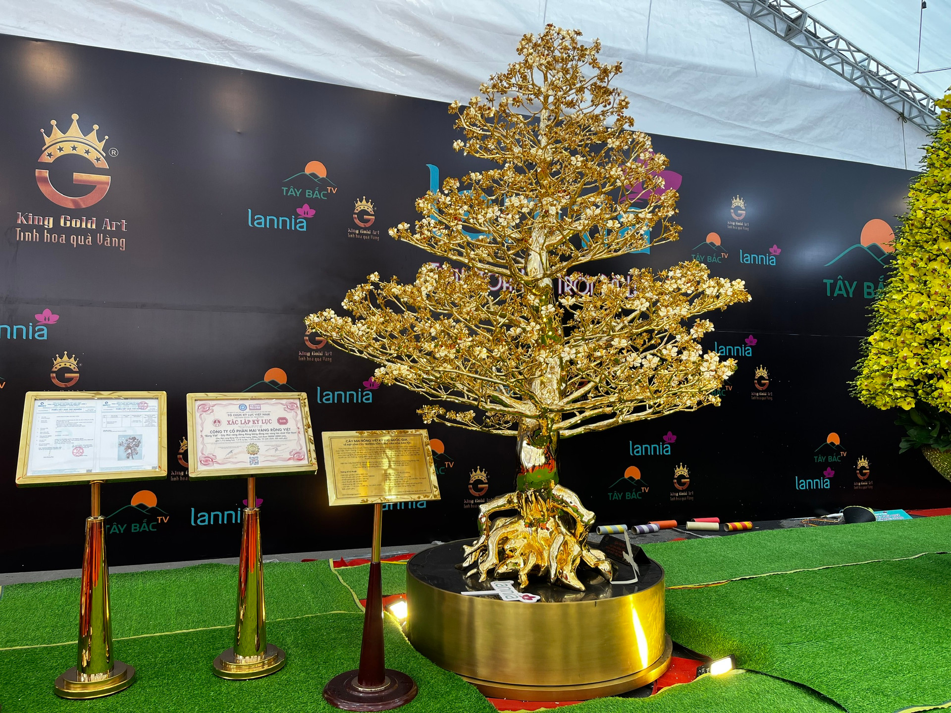 Chiêm ngưỡng cây mai mạ vàng lớn nhất Việt Nam giá 6 tỉ dịp Tết Quý Mão