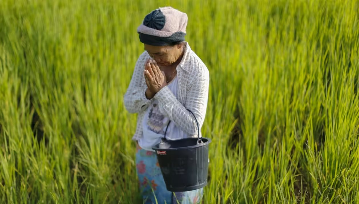 Khi nông dân Thái Lan mê giống lúa Việt Nam