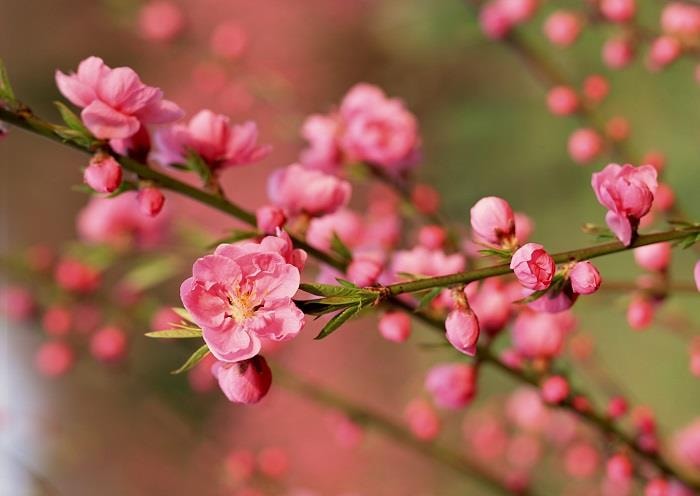 Góc nhìn chuyên gia: Chu kỳ thị trường chứng khoán trước dịp nghỉ Tết Nguyên Đán thường tích cực