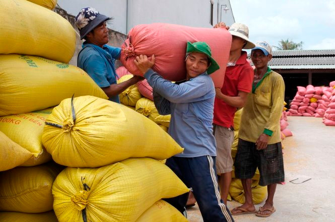 Lúa Đông Xuân bán sớm ghi nhận tăng giá trên thị trường