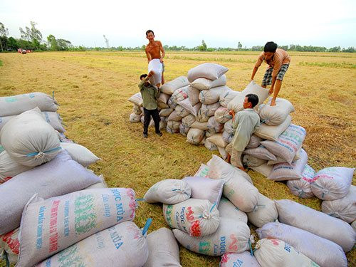 Dự báo giá lúa gạo tiếp tục neo cao 