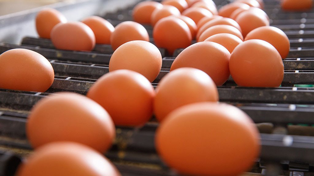 New Zealand đổ xô nuôi gà vì khủng hoảng thiếu trứng