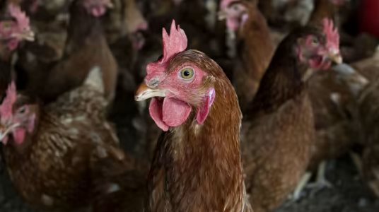 Việt Nam có gà ăn chuối nhưng đây mới là thực đơn nuôi gà “độc lạ” nhất thế giới: tiết kiệm hàng trăm triệu USD, tránh được khủng hoảng thức ăn chăn nuôi 