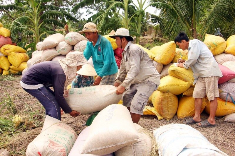 Gạo xuất khẩu tăng giá sau kỳ nghỉ Tết