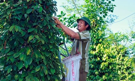 Tín hiệu cho thấy giá hồ tiêu nội địa sẽ khởi sắc 