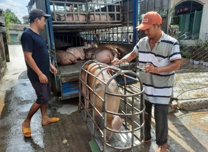 Giá heo hơi biến động trái chiều trong biên độ hẹp