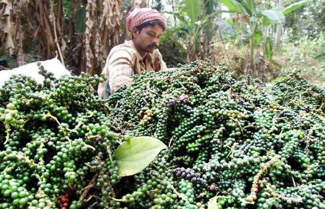 Hồ tiêu có phiên tăng giá thứ 2 trong tuần