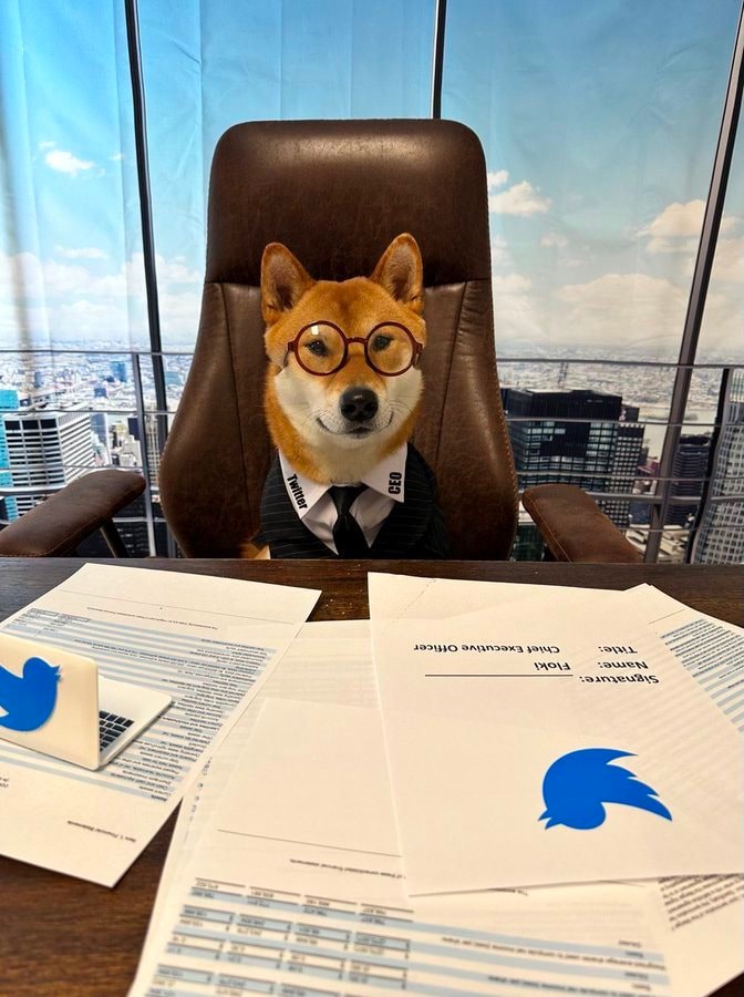 Tin được không: Elon Musk ‘bổ nhiệm’ chó Shiba Inu làm CEO Twitter, hàng loạt memecoin ‘xanh rực rỡ’