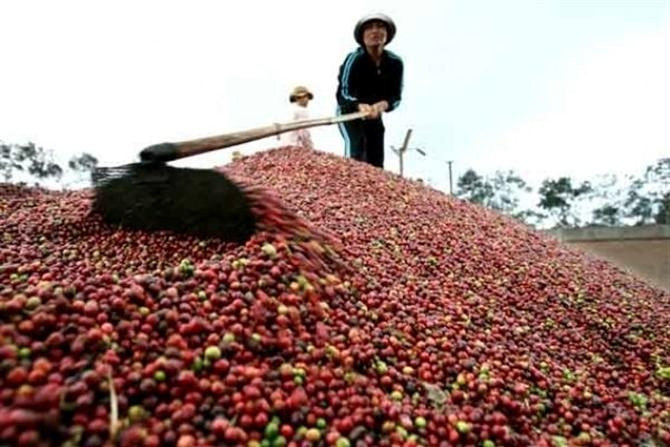 Xuất khẩu gần 2 triệu tấn, kim ngạch hơn 4 tỷ USD - năm 2023 của cà phê Việt Nam sẽ thế nào?