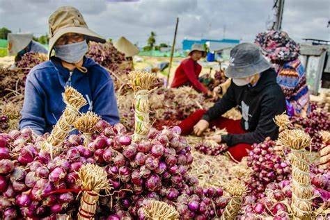 Nông dân Sóc Trăng phấn khởi vì giá hành tím tăng gấp đôi