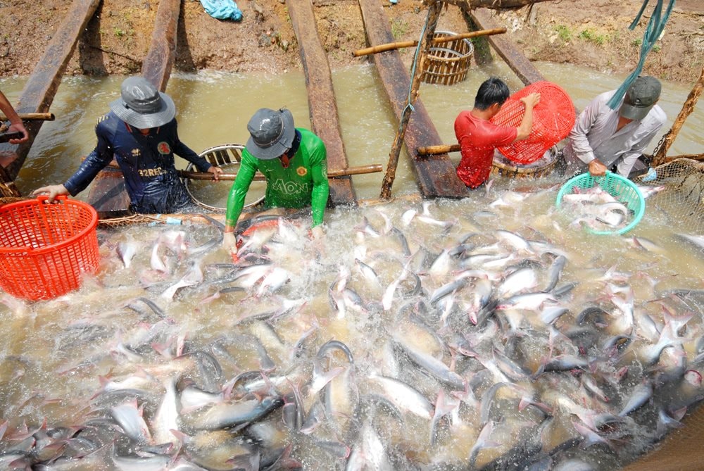 Giá cá tra tăng mạnh 