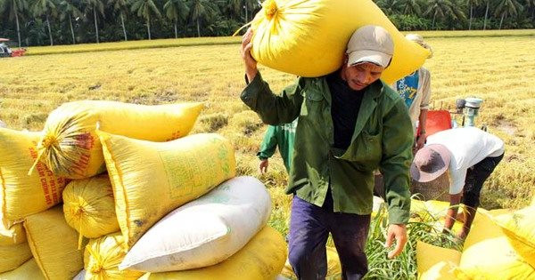Xuất khẩu gạo được dự báo tiếp tục thuận lợi