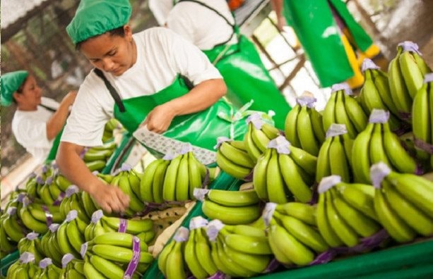 Đồng Nai dự kiến xuất khẩu 500.000 tấn chuối trong năm 2023