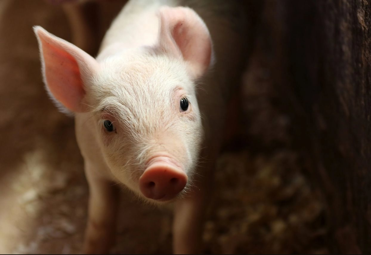 Quốc gia châu Âu bị lợn 'xâm chiếm', có nơi bình quân mỗi người nuôi tới 800 con heo