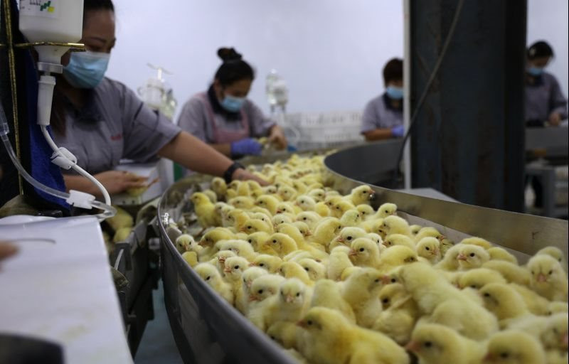 Cúm gia cầm khiến gần 60 triệu con gà chết ở Mỹ nhưng tại sao Trung Quốc lại lao đao?